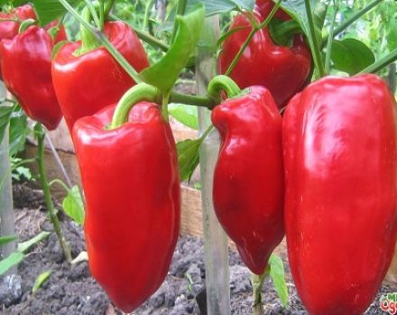 Characteristics and description of peppers of the Podarok Moldova variety