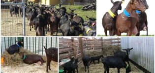 Beschreibung und Eigenschaften der spanischen Ziegen der Rasse Murciano Granadina, Pflege