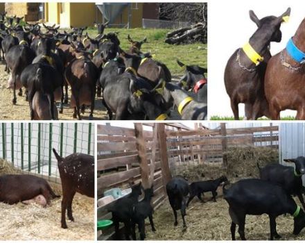 Descripció i característiques de cabres de la raça espanyola Murciano Granadina, cura