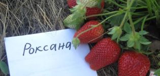 Description et caractéristiques de la variété de fraises Roxana, plantation et entretien