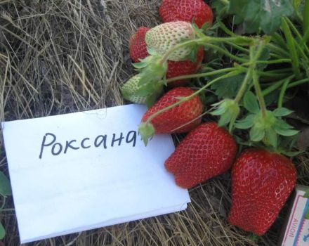 Description and characteristics of the Roxana strawberry variety, planting and care