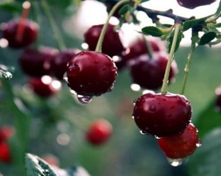 Az öntermékeny és alulméretes cseresznye legjobb fajtái a moszkvai régióban, ültetés és gondozás