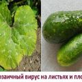 Behandeling en preventie van mozaïek op komkommers