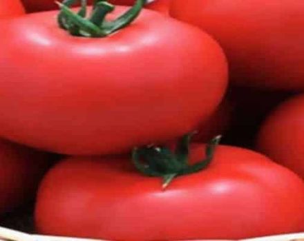 Beskrivning av Jaguars tomatsort, odling och avkastning