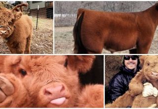 Description and characteristics of the breed of fluffy cows, history and content