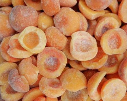 Hoe abrikozen goed voor de winter vers in de koelkast kunnen worden ingevroren en is het mogelijk