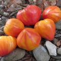 Descripción de la variedad de tomate Orange Russian y sus características.