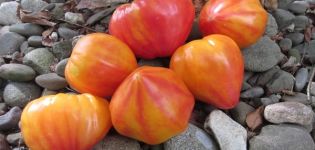 Popis odrůdy rajčat Orange Russian a její vlastnosti