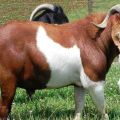 Quina raça de cabres pot donar a la llet més inodora, TOP 15 espècies