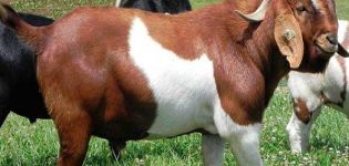 Welk geitenras kan de meest geurloze melk produceren, TOP 15 soorten