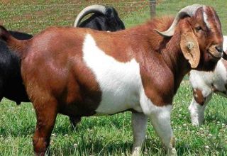 What breed of goats can give the most odorless milk, TOP 15 species