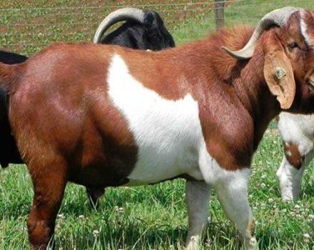 Quale razza di capre può produrre il latte più inodore, le 15 specie TOP