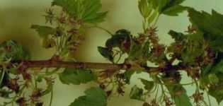 Orsaker och metoder för att hantera svarta vinbär terry, vad man ska göra för behandling