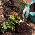 Ako správne používať rašelinové hnojivo a na čo je určený