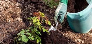 How to use peat fertilizer correctly, and what is it for