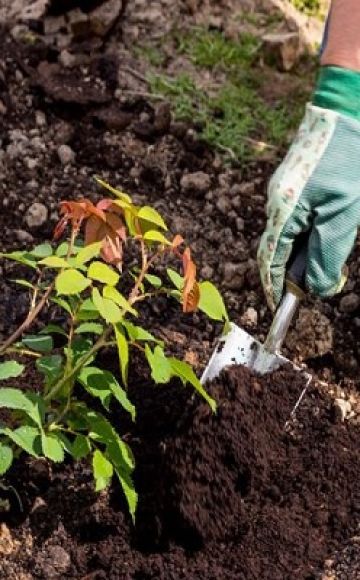 Ako správne používať rašelinové hnojivo a na čo je určený