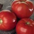 Bella Rosa tomātu šķirnes raksturojums un apraksts, raža