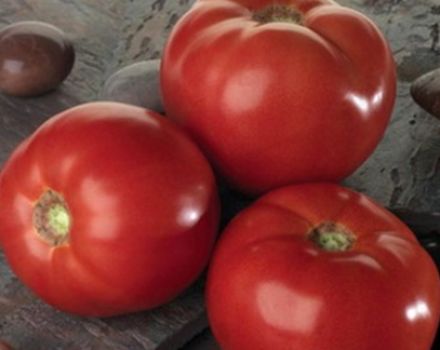 Bella Rosa -tomaattilajikkeen ominaisuudet ja kuvaus, sato
