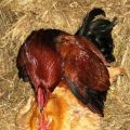 Paarungsdiagramm und Beschreibung des Prozesses, wie ein Hahn eine Henne befruchtet