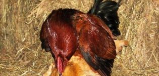 Diagrama de apareamiento y descripción del proceso de cómo un gallo fertiliza a una gallina.