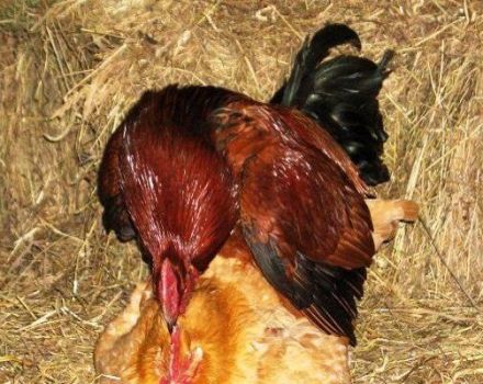 Paarungsdiagramm und Beschreibung des Prozesses, wie ein Hahn eine Henne befruchtet