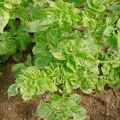 Reasons why potatoes grow poorly in the garden and what to do