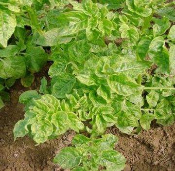 Lý do tại sao khoai tây phát triển kém trong vườn và phải làm gì