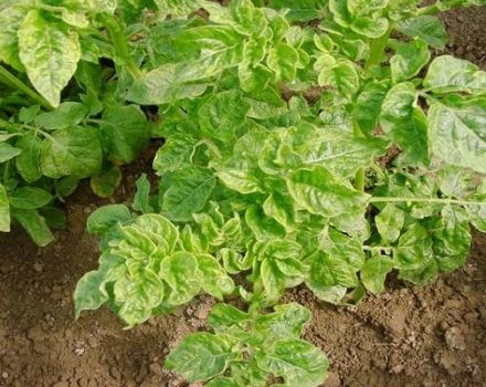 Lý do tại sao khoai tây phát triển kém trong vườn và phải làm gì