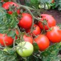 Beschrijving van de tomatenvariëteit Landhuisdier, zijn kenmerken en productiviteit