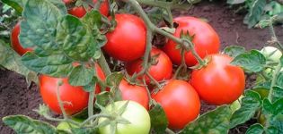 Beschreibung der Tomatensorte Landhaustier, ihre Eigenschaften und Produktivität
