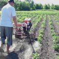 Bir arkadan çekmeli traktörle patateslerin doğru şekilde ekilmesi ve işlenmesi