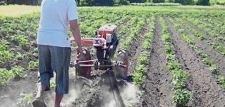 Wie man Kartoffeln mit einem handgeführten Traktor richtig pflanzt und verarbeitet