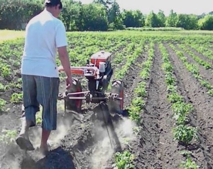 Bir arkadan çekmeli traktörle patateslerin doğru şekilde ekilmesi ve işlenmesi