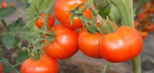 Beskrivning och egenskaper hos tomatsorten Tidigt 83