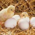 Hur man odlar en kyckling från ett ägg hemma, när det är bättre att kläckas och reglerna för vård