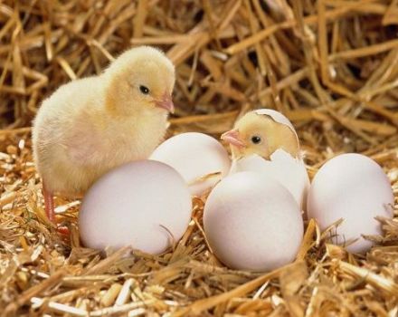 Kako uzgajati piletinu iz jajeta kod kuće, kada je bolje izlečiti i pravila skrbi