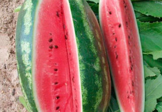 Opis a charakteristika odrody melónu Peking radosť, odrody a podmienky pestovania