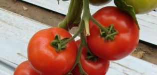 Pomidorų veislės Micah aprašymas, jo savybės ir derlius