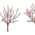Shema obrezivanja trešanja i formiranje stabala, kada je bolje i kako to učiniti ispravno