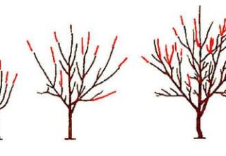 Kiraz budama şeması ve ağaç oluşumu, ne zaman daha iyi ve nasıl doğru yapılır?