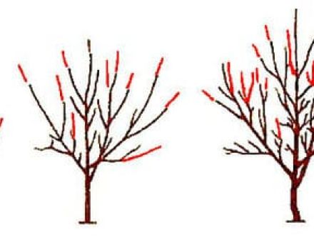 Vyšnių genėjimo schema ir medžio formavimas, kada geriau ir kaip tai padaryti teisingai