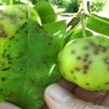 สัญญาณและการรักษาตกสะเก็ดบนต้นแอปเปิ้ลวิธีจัดการกับยาและการเยียวยาพื้นบ้าน