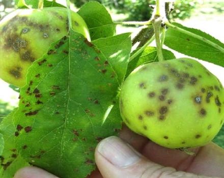 Anzeichen und Behandlung von Schorf auf einem Apfelbaum, wie man mit Drogen und Volksheilmitteln umgeht