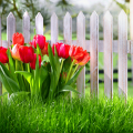 Hvordan og hvornår man skal transplantere tulipaner om efteråret fra et sted til et andet
