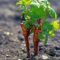 Welche Art von Boden wird zum Pflanzen von Trauben benötigt, welche wird am besten ausgewählt und wie wird der Boden gefüttert?