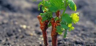 Welche Art von Boden wird zum Pflanzen von Trauben benötigt, welche wird am besten ausgewählt und wie wird der Boden gefüttert?