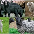 Mô tả các giống và giống cừu để chọn làm giống