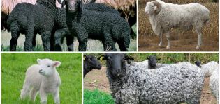 Descripción y características de las ovejas Karakul, reglas de reproducción.