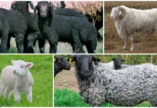 Description and characteristics of Karakul sheep, breeding rules