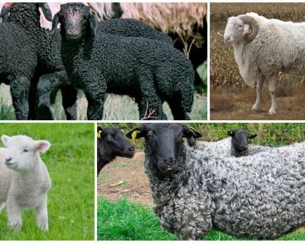 Beskrivelse og karakteristika for Karakul får, avlsregler